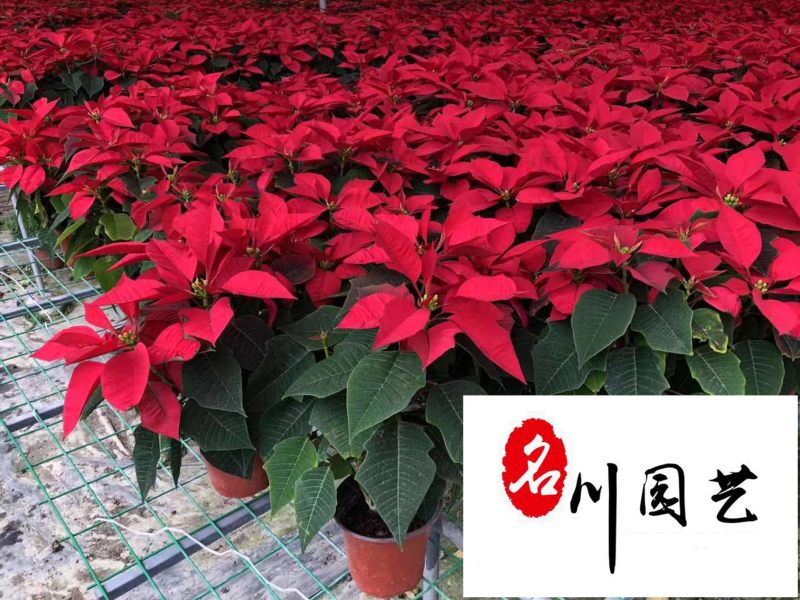 基地直供一品红四川花卉租赁室内盆栽绿植节庆租摆花卉