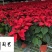 基地直供一品红四川花卉租赁室内盆栽绿植节庆租摆花卉