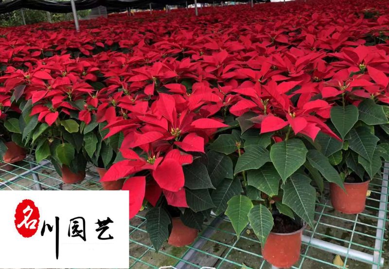 基地直供一品红四川花卉租赁室内盆栽绿植节庆租摆花卉