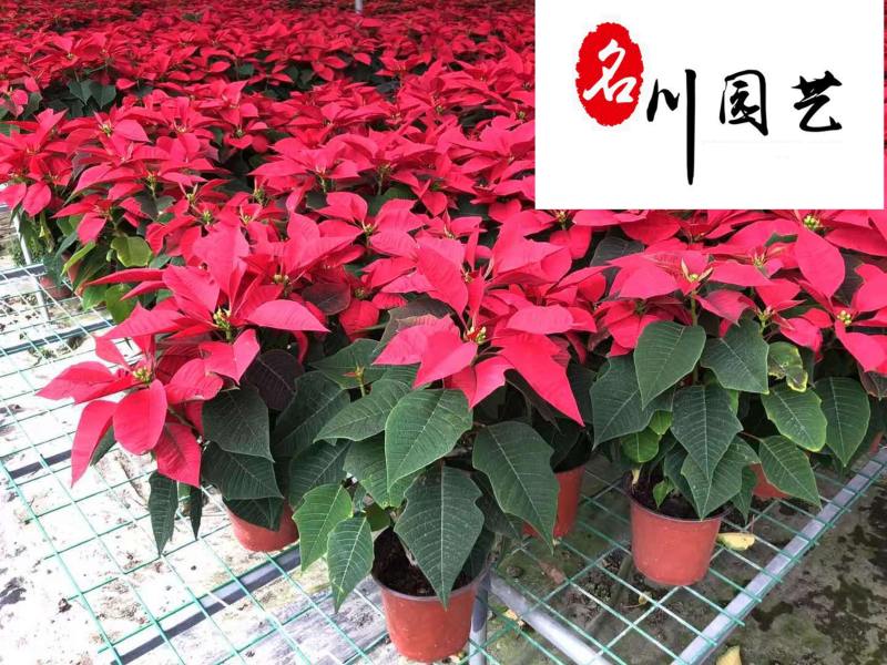 基地直供一品红四川花卉租赁室内盆栽绿植节庆租摆花卉
