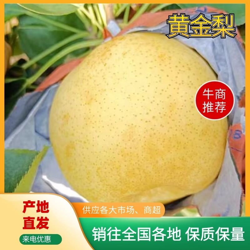 【现货】博望黄金梨大量上市质量保证一手货源欢迎来电