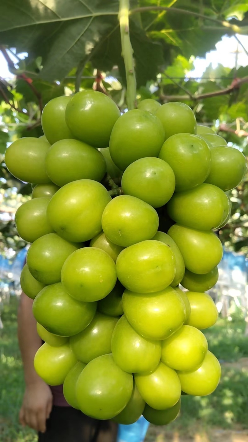 阳光玫瑰葡萄