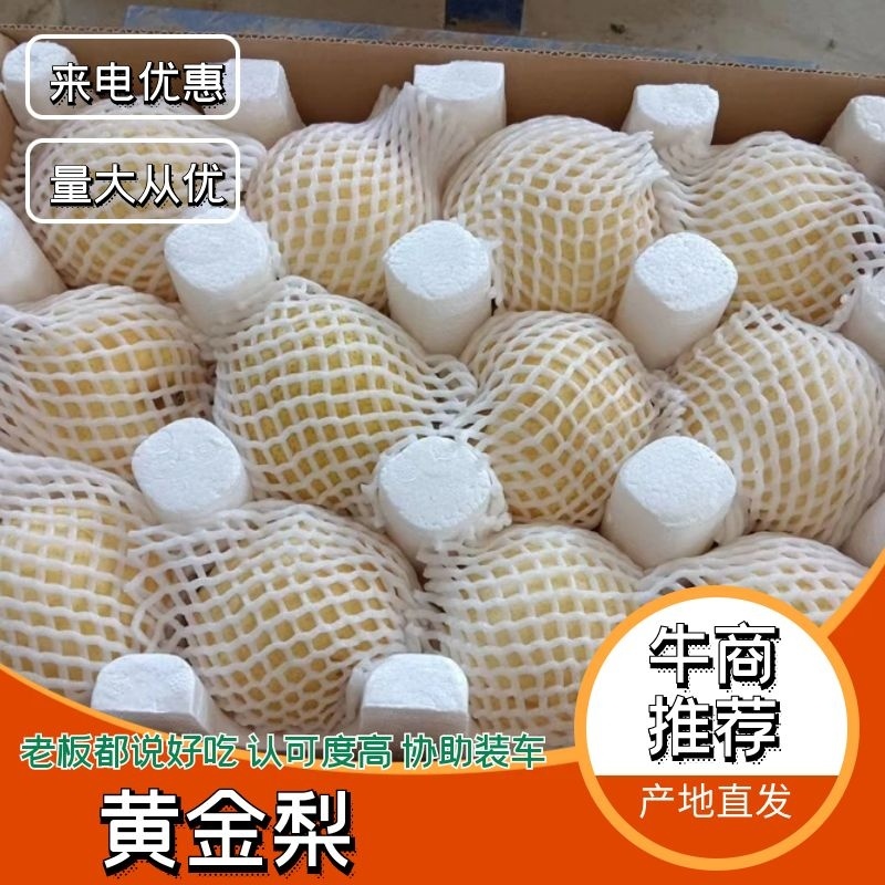精品黄金梨8月上市全国供货量大从优品质保证欢迎来电