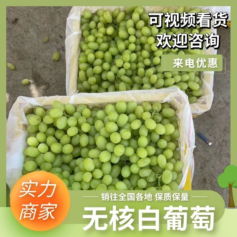 【实力供货】葡萄新疆无核白葡萄产地现摘现发市场来电优惠