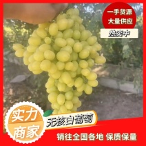 【精选无核白】无核白葡萄新疆无核白葡萄产地直发全国市场电