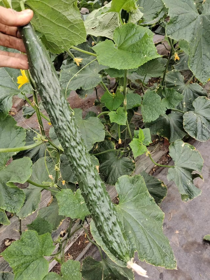 【牛商推荐】精品大黄瓜/密刺黄瓜/基地种植/可视频看货