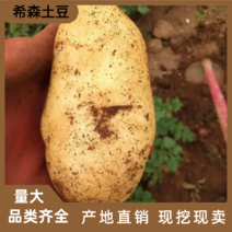 希森土豆，黄心226品质现挖现发专业代办，稳定供货