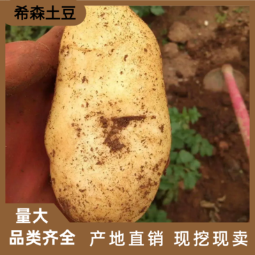 希森土豆，黄心226品质保障现挖现发专业代办，稳定供货