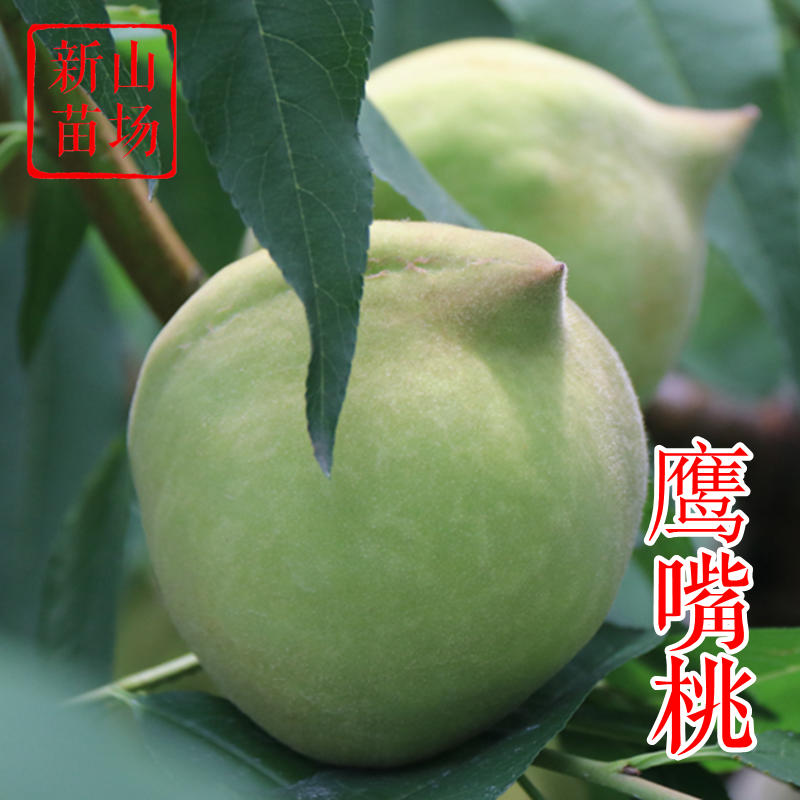 鹰嘴桃苗新品种红花广东广西低需冷量尖嘴鹰嘴桃子树苗
