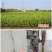 鹰嘴桃苗新品种红花广东广西低需冷量尖嘴鹰嘴桃子树苗