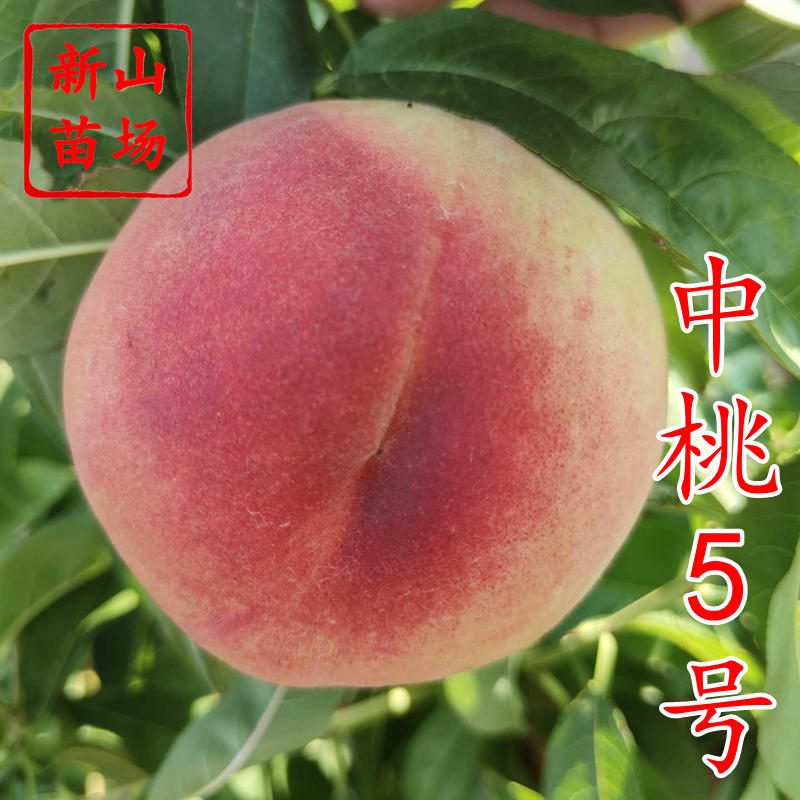 中桃5号桃苗新品种优质白桃硬脆7月成熟毛桃子树苗