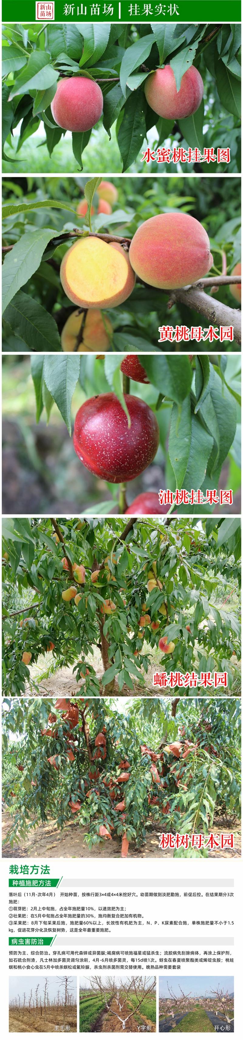 中桃5号桃苗新品种优质白桃硬脆7月成熟毛桃子树苗