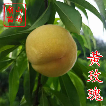 黄玫瑰桃苗7月空档期新品种7月优质金凤黄桃子树苗