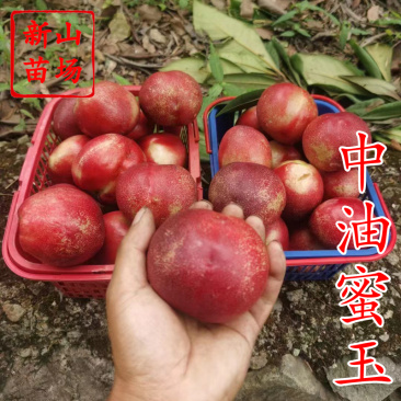 中油蜜玉桃苗新品种6月白肉大果中油13号油桃树苗基地