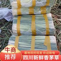 [热卖]四川香茅草香茅产地直发大量有货量大从优