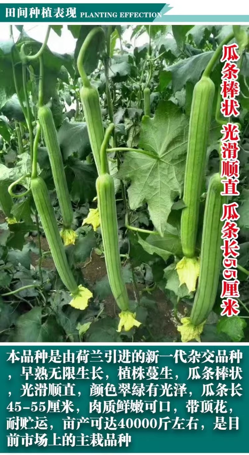 春秋915丝瓜种子早熟长丝瓜种子无限生长带顶花耐贮运
