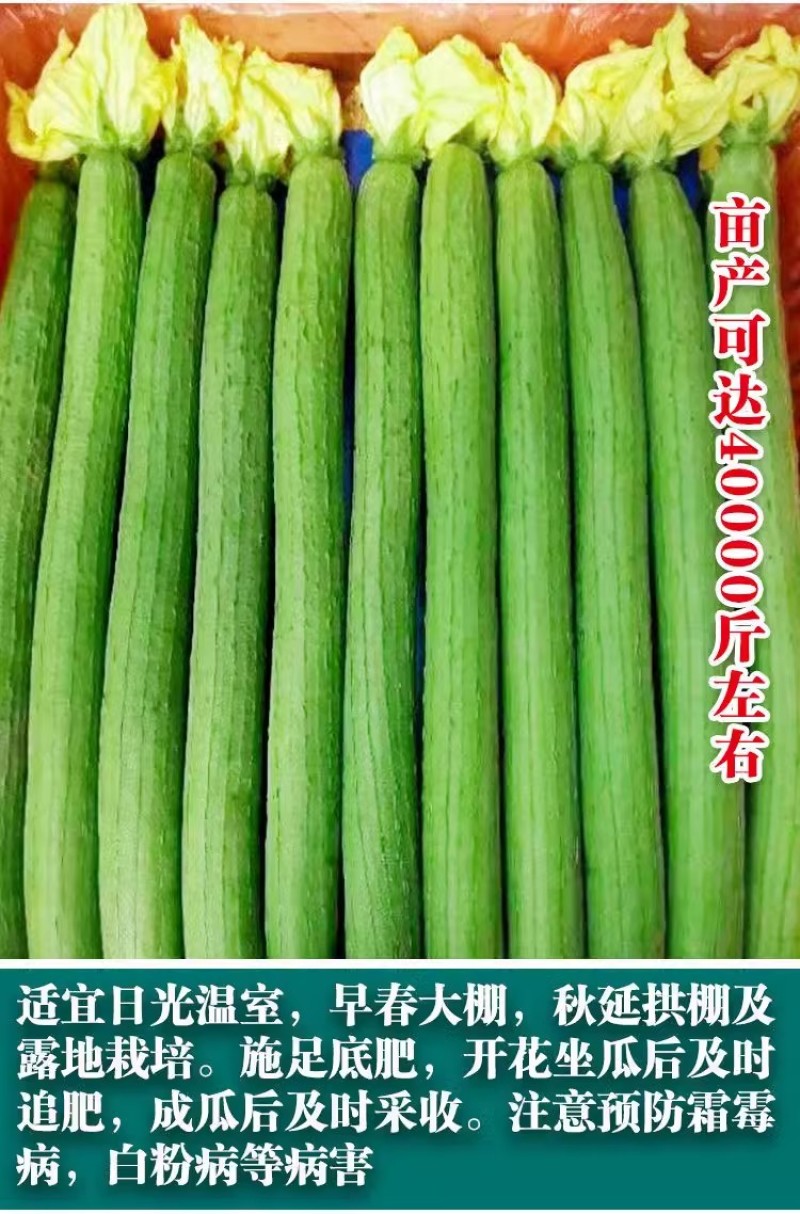 春秋915丝瓜种子早熟长丝瓜种子无限生长带顶花耐贮运