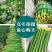 春秋915丝瓜种子早熟长丝瓜种子无限生长带顶花耐贮运