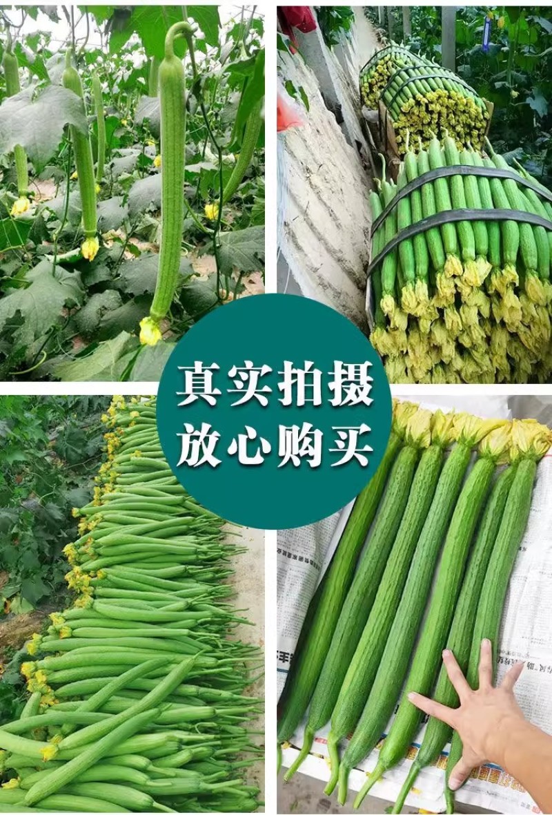 春秋915丝瓜种子早熟长丝瓜种子无限生长带顶花耐贮运