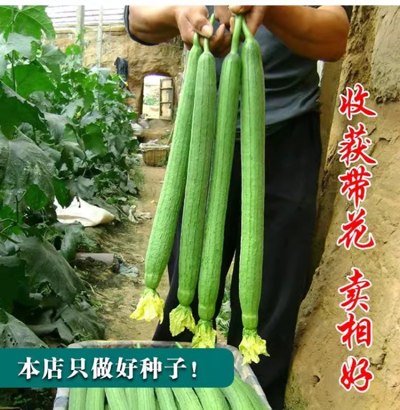 春秋915丝瓜种子早熟长丝瓜种子无限生长带顶花耐贮运