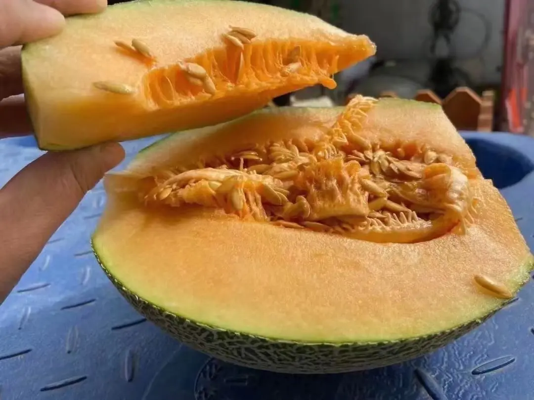 西州蜜瓜切开展示果肉