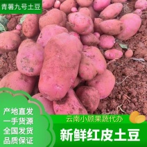 【精品】云南红皮黄心青薯九号土豆全国市场商超等