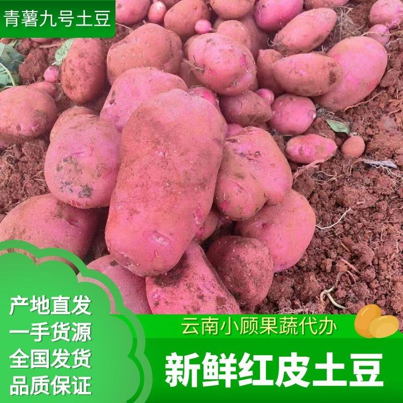 【精品】云南红皮黄心青薯九号土豆代发全国市场商超等