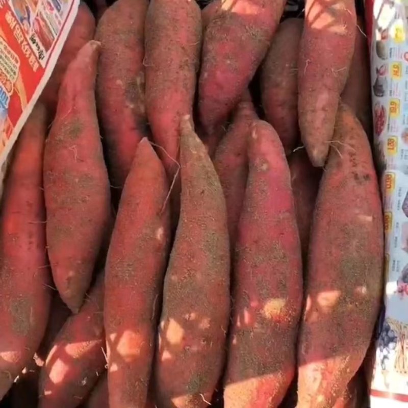 西瓜红红薯大连供应视频看货产地直发整车发货