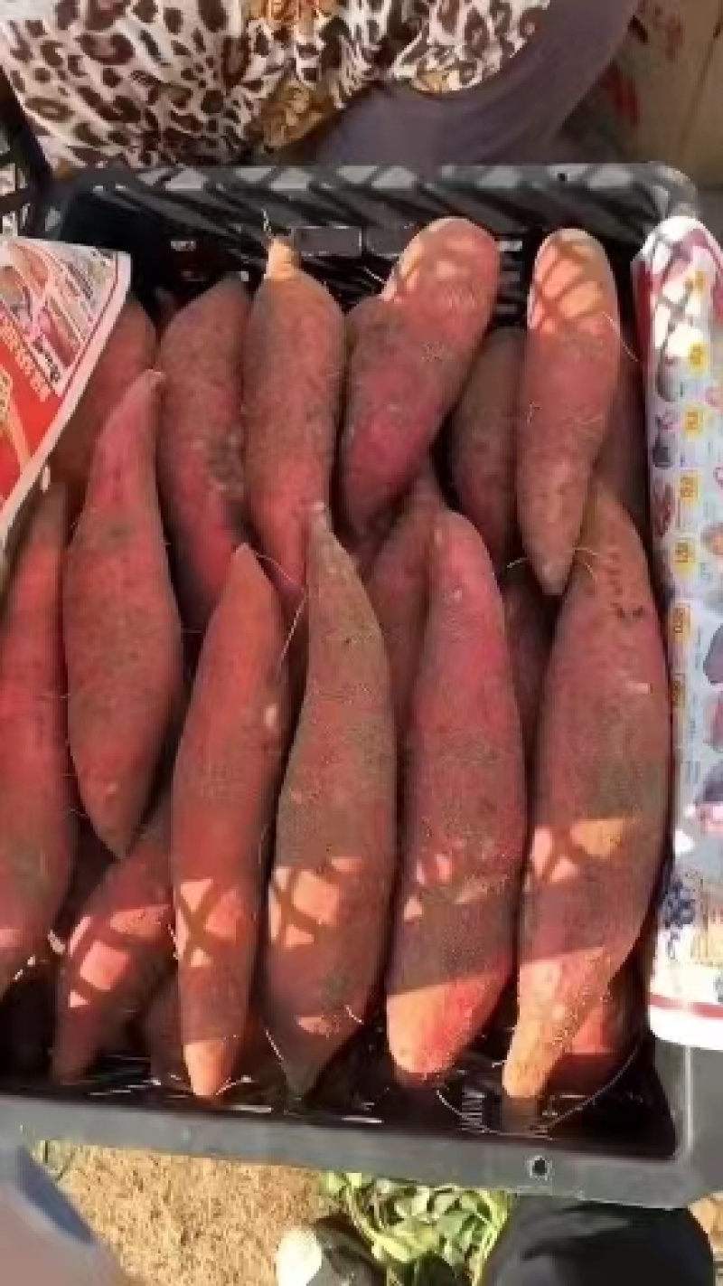 西瓜红红薯大连供应视频看货产地直发整车发货