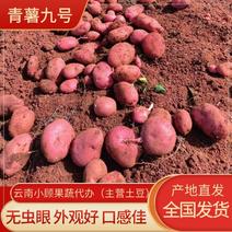 云南青薯九号土豆红皮黄心土豆果形好颜色亮无虫眼全国发货