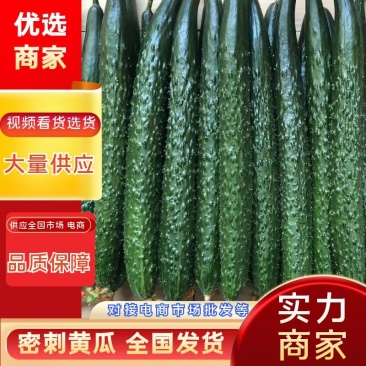 精品密刺黄瓜产地直供,鲜花干花带刺条直,绿油亮黑油亮