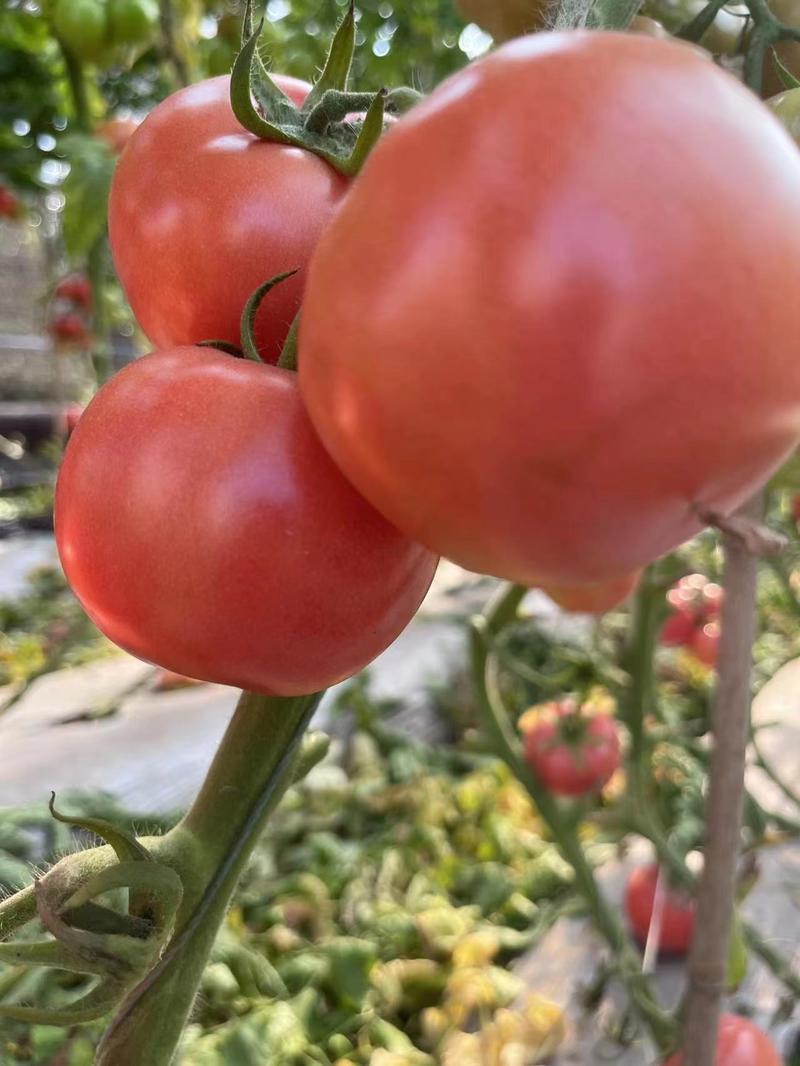 精品山东万亩硬粉西红柿产地直发价格便宜山东西红柿