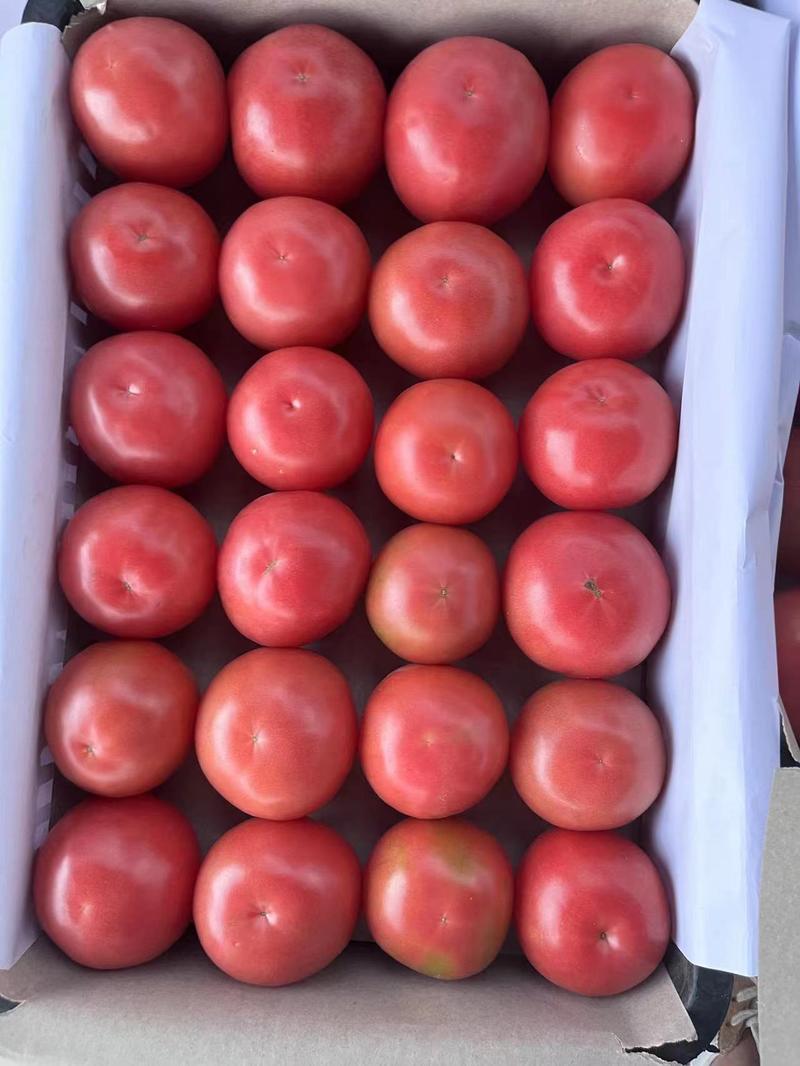 精品山东万亩硬粉西红柿产地直发价格便宜山东西红柿