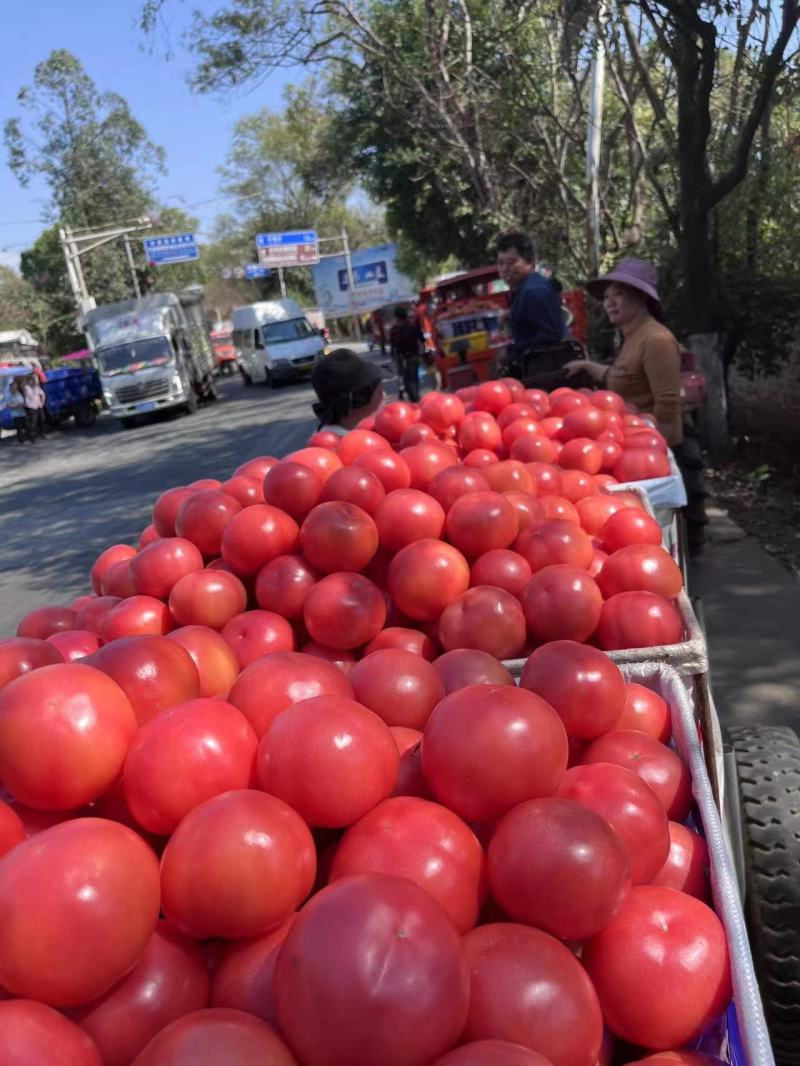 精品山东万亩硬粉西红柿产地直发价格便宜山东西红柿
