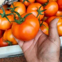 【规格齐全】大红西红柿支持提前预定大量上市诚实经营