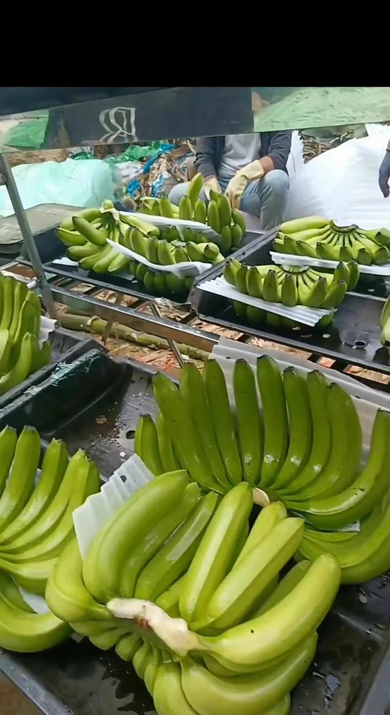 香蕉基地大量货源，云南精品大香蕉，品质好价格美丽
