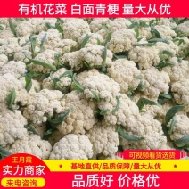 【精选】山东有机花菜优质松花菜基地直供大量批发