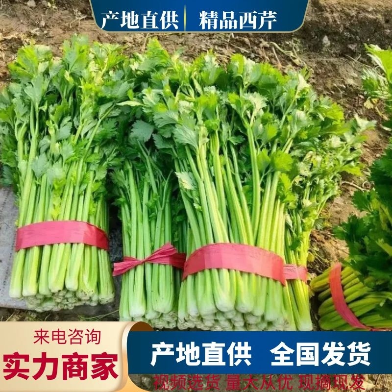 【精选】优质大棚西芹65cm以上山东芹菜一手货源现货