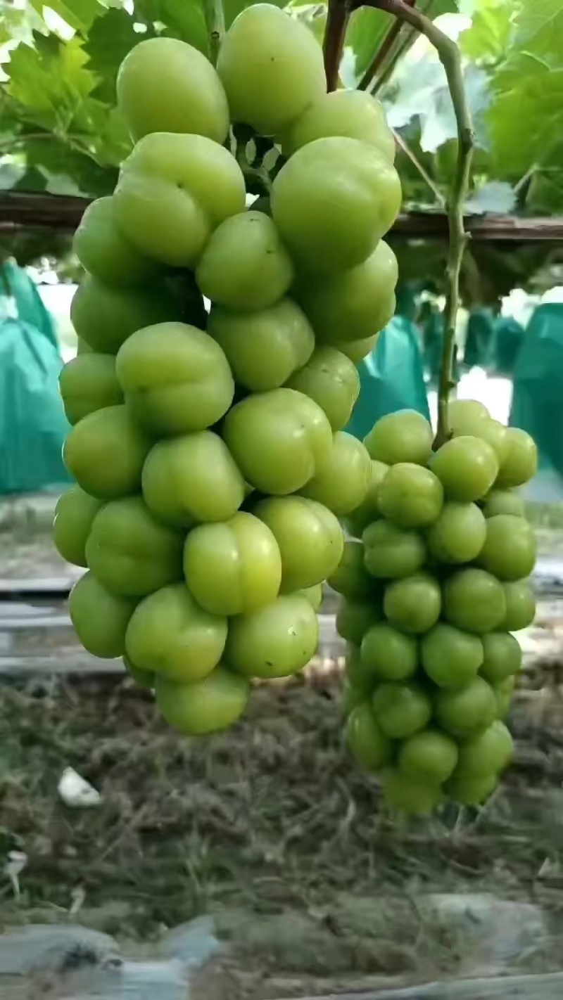 【阳光玫瑰】精品阳光玫瑰葡萄，颗粒大，口感好，欢迎联系