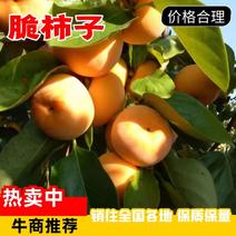 【脆柿子】广西本地万亩基地大量供应脆柿一手货源专业电联