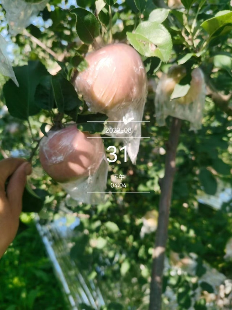 山西运城临猗县早熟红富士苹果，果型好颜色正皮薄对接商超批
