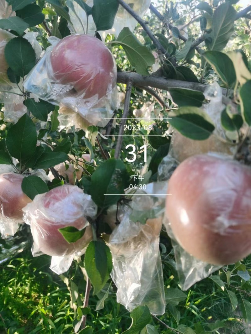 山西运城临猗县早熟红富士苹果，果型好颜色正皮薄对接商超批