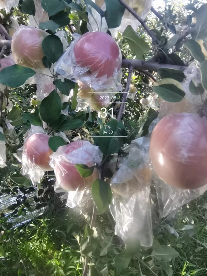 山西运城临猗县早熟红富士苹果，果型好颜色正皮薄对接商超批