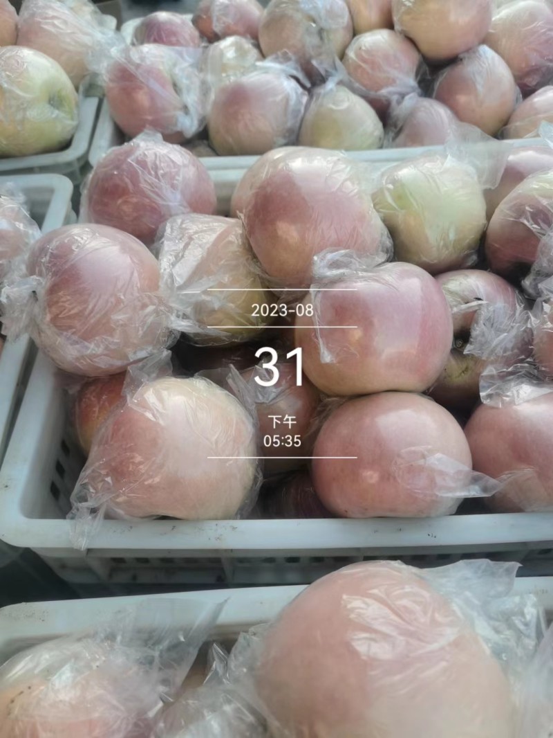 山西运城临猗县早熟红富士苹果，果型好颜色正皮薄对接商超批