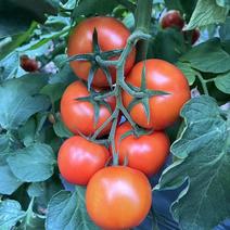 石头番茄西红柿价格面议对接市场商超