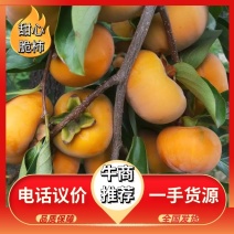 精品顺平甜心脆柿大量上市对接全国客商产地直发欢迎咨询！