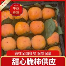 【推荐】河北保定甜心脆柿大量供应对接全国客商产地直发保质