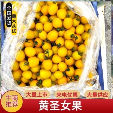 辽宁盘锦黄色圣女果各种规格量大从优需要的直接联系