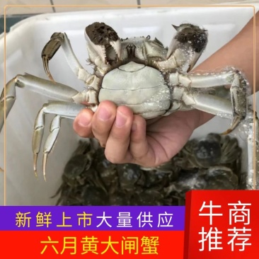 盘锦稻田大闸蟹一手货源大量上市各种规格辽宁盘锦直发