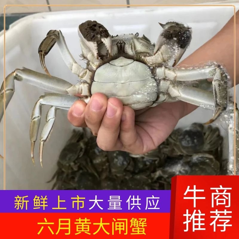 盘锦稻田大闸蟹一手货源大量上市各种规格辽宁盘锦直发